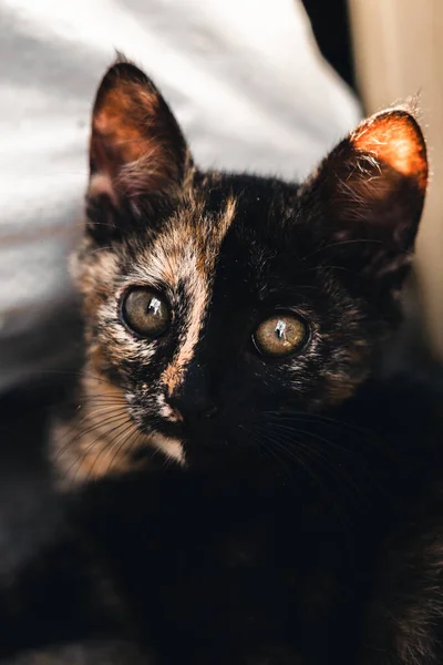 Beautiful Adorable Small Kitten Outdoor Balcony Cute Looking Eyes — Stock fotografie
