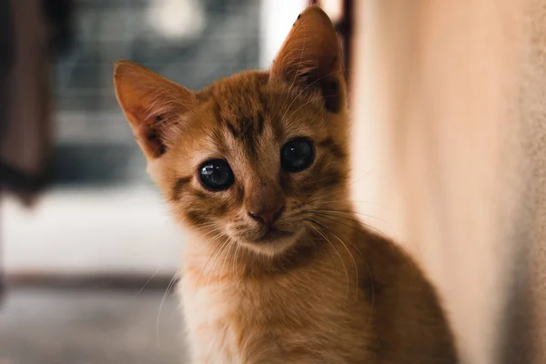 Small Adorable Kitten Looking Scared Camera — стокове фото