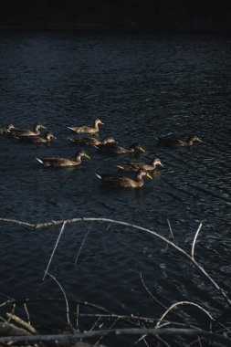 Koyu mavi gölde yüzen bir grup ördek..