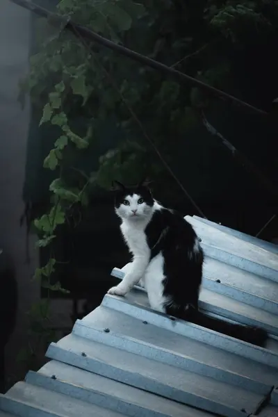 Zittend Een Dak Wachtend Eten Schattige Zwart Witte Kat — Stockfoto