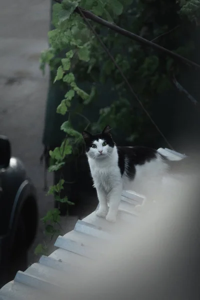 カメラに向かってまっすぐ見える屋根の上に立っている ゴージャスな男性猫 — ストック写真