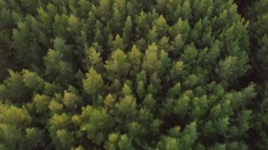 İnsansız hava aracı videosu ilerleyip çam ormanından sola dönüyor ve tepenin üstünde küçük bir kulübe var. 4K 30 fps.