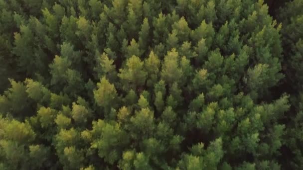 Dron Video Pohybující Vpřed Odbočit Vlevo Nad Borovým Lesem Malou — Stock video