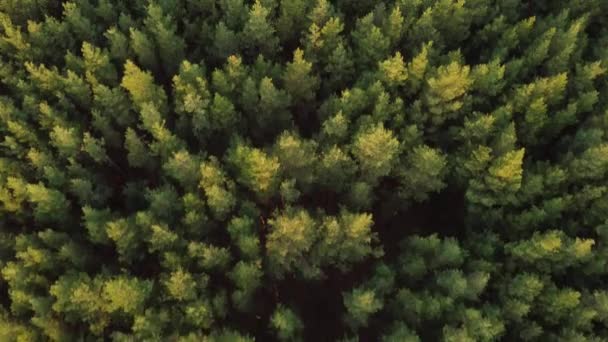 向前移动 用无人机飞越松树林 最后是一条土路 30Fps — 图库视频影像