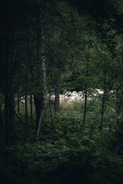 Ormanda ürkütücü ve karamsar bir manzara..