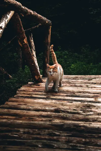 Orange White Cat Walking Wooden Bridge Dark Moody Background — Stock Photo, Image