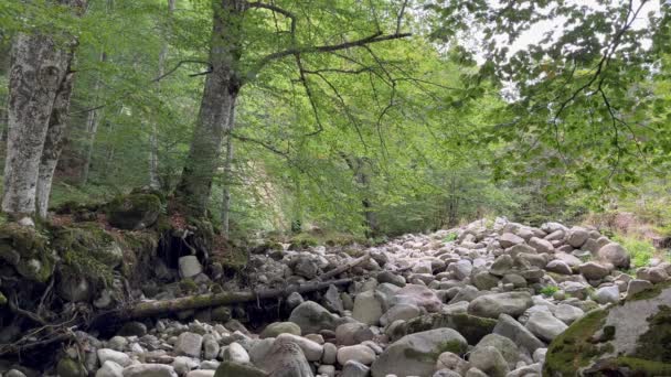 一个阳光灿烂的下午 森林里有一条干涸的河流 还有许多岩石 还有美丽的山毛榉树 60Fps — 图库视频影像