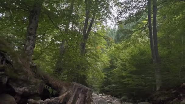 在一条干涸的河流的森林深处 从一部Iphone上拍摄到的慢镜头 60Fps 放松的声音 — 图库视频影像