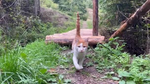 Cute Little Cat Running Camera 60Fps Unedited — Stock Video