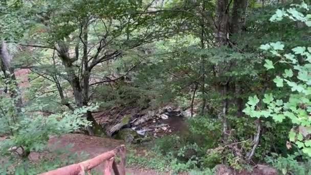 Images Iphone Panoramique Dans Sentier Forestier Une Cascade — Video