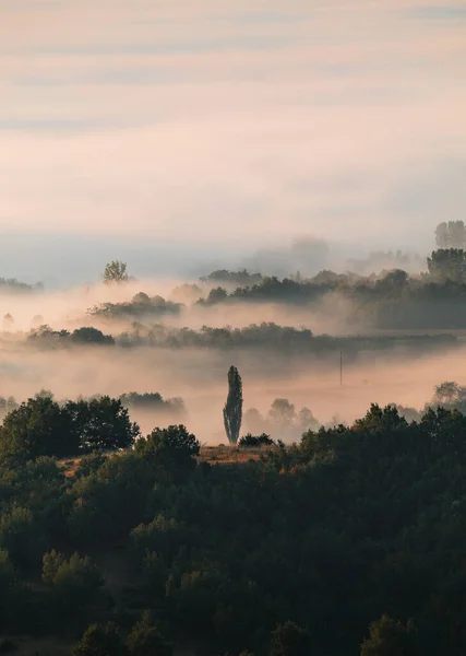 Güzel, sisli arka planı olan, çimenli bir alanın ortasında güzel, uzun bir ağaç..
