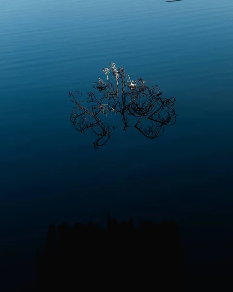 Pürüzsüz su yüzeyi olan büyük bir gölde batık çam ağacı..