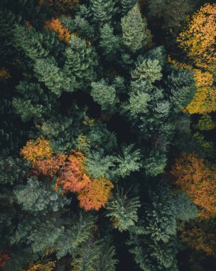 Sonbahar ağaçlı bir çam ormanının insansız hava aracıyla çekilmiş düz bir fotoğraf..