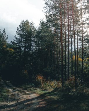 Güzel sabah ışığı ormandaki çam ağaçlarını ve yolu aydınlatıyor..