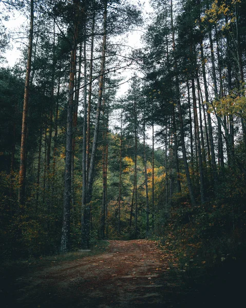 Canlı sonbahar renkleriyle kasvetli orman yolu.