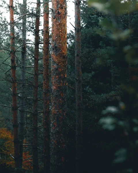 Домінуючий Помаранчевий Колір Під Час Падіння Сосновому Лісі Стокове Фото