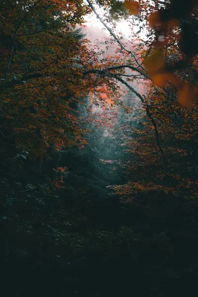 Туман Осінніх Деревах Стокове Зображення