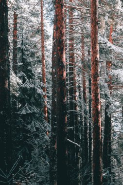 Canlı portakal ağaçları kabuk ve erken kış karı.