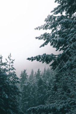 Hoş geldiniz karlı kış, Pirin Ulusal Parkı, Bulgaristan.