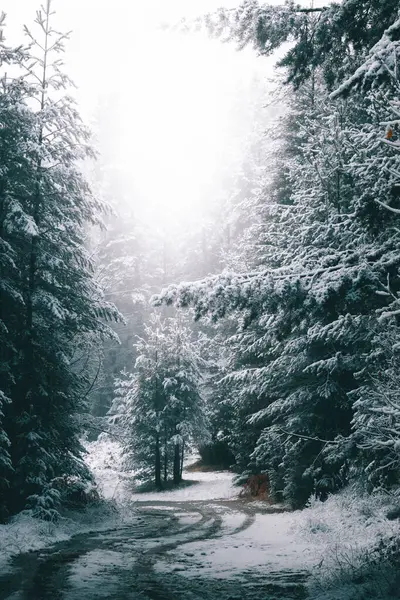 Kışın erken saatlerinde karlı bir yol iyi bir kompozisyon oluşturur..