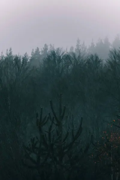 Brouillard Descendant Montagne Couvrant Forêt — Photo