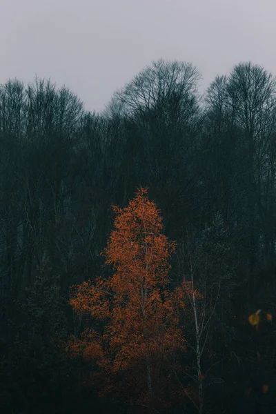 Soğuk Sisli Ormanlarda Sonbahar Dokunuşu — Stok fotoğraf