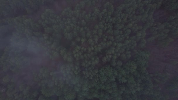 Mueve Través Niebla Con Bosque Debajo — Vídeo de stock