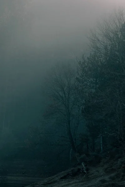 Sis dolu karanlık ve ürkütücü bir orman..