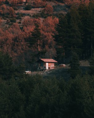 Çam ormanındaki küçük ahşap kulübe..