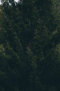 Karamsar ve koyu renkli bir ladin ağacı dalları fotoğrafı.