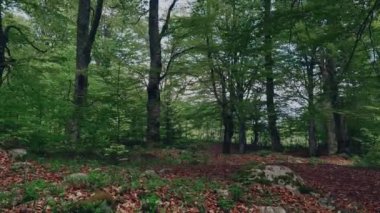 Yavaş çekim ve sinematik videolar için renk düzeltmeleri ve renk derecelendirme ile birlikte kayın ormanının 60fps yüksek kaliteli videosu.