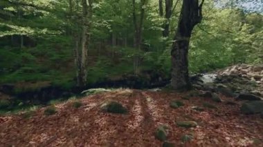 60fps sinemada 4K ultra kaliteli video. Ormandan nehre doğru ilerliyor ve kıyıya doğru ilerliyor. Doğanın sesleri..