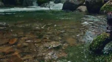 1080p 60 fp 'lik yosunlu önplanda kök ve arkada nehir sesi olan taşlarla dolu bir nehre yakın bir nehir videosu..
