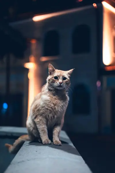 Turuncu arka plan ışıklarıyla sokak lambasının altında duran güzel ve şirin turuncu kesim.. 