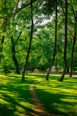 Şehir parkında güzel çimenler ve canlı yeşil yapraklarla yürüyorum..