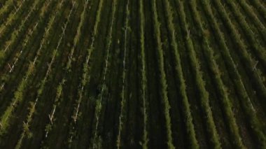 4K 30fps 'de bir İHA ile çekilen tarlalara video yükle.