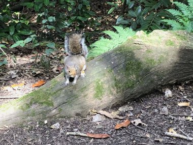 Parktaki ağaçtaki sincap. Gerçek fotoğraf..