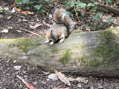 Parktaki ağaçtaki sincap. Gerçek fotoğraf..