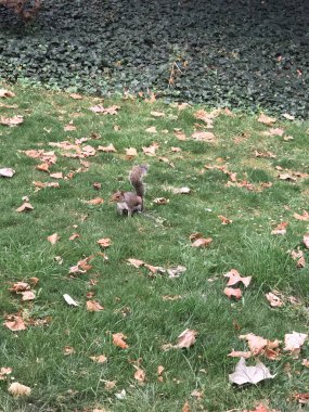 Yeşil çayırdaki sincap. Gerçek fotoğraf..