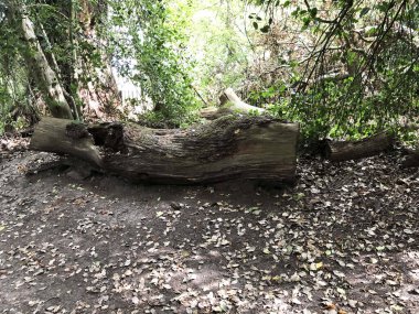 Parkta ya da ormanda yerde kurumuş ağaçlar. Parkın kayıtları. Gerçek fotoğraf..