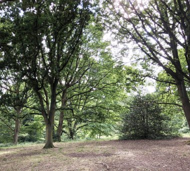 İlkbaharda ya da sonbaharda orman. Koşu ve spor, yoga, spor ve sağlıklı yaşam tarzı, yeniden başlatma, temiz havanın faydaları, doğa ve çevre bakımı