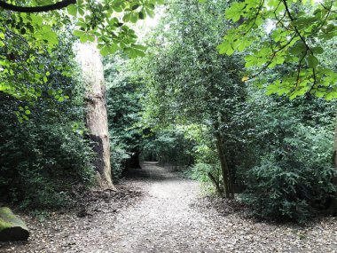 İlkbaharda ya da sonbaharda orman. Koşu ve spor, yoga, spor ve sağlıklı yaşam tarzı, yeniden başlatma, temiz havanın faydaları, doğa ve çevre bakımı