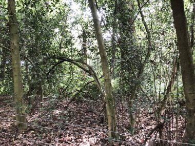 İlkbaharda ya da sonbaharda orman. Koşu ve spor, yoga, spor ve sağlıklı yaşam tarzı, yeniden başlatma, temiz havanın faydaları, doğa ve çevre bakımı