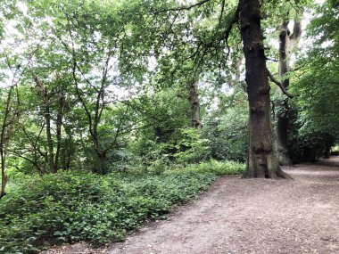 İlkbaharda ya da sonbaharda orman. Koşu ve spor, yoga, spor ve sağlıklı yaşam tarzı, yeniden başlatma, temiz havanın faydaları, doğa ve çevre bakımı