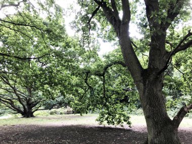 İlkbaharda ya da sonbaharda orman. Koşu ve spor, yoga, spor ve sağlıklı yaşam tarzı, yeniden başlatma, temiz havanın faydaları, doğa ve çevre bakımı