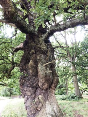 Ormandaki eski dallı ağaç. İlkbaharda ya da sonbaharda orman, redaksiyon ve rehabilitasyon, temiz havanın faydaları, doğa ve çevreyle ilgilenmek.