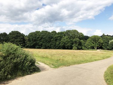 Ormanda, çayırda, ilkbaharda ya da sonbaharda ormanda, koşu ya da spor, yoga, sağlıklı yaşam tarzı, yeniden başlatma, rehabilitasyon, temiz havanın faydaları, doğa ve çevreyle ilgilenme