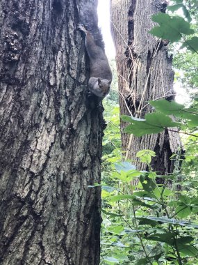 Parktaki ağaçtaki sincap. Gerçek fotoğraf..