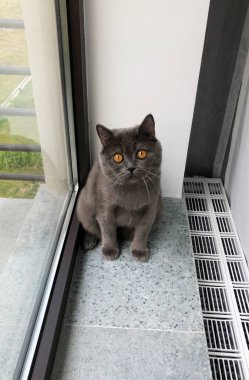 İngiliz Shortair Kedisi pencerenin kenarındaki pencere pervazında yatar ya da oturur. Gerçek fotoğraf..