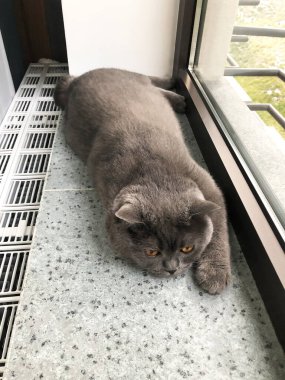 İngiliz Shortair Kedisi pencerenin kenarındaki pencere pervazında yatar ya da oturur. Gerçek fotoğraf..